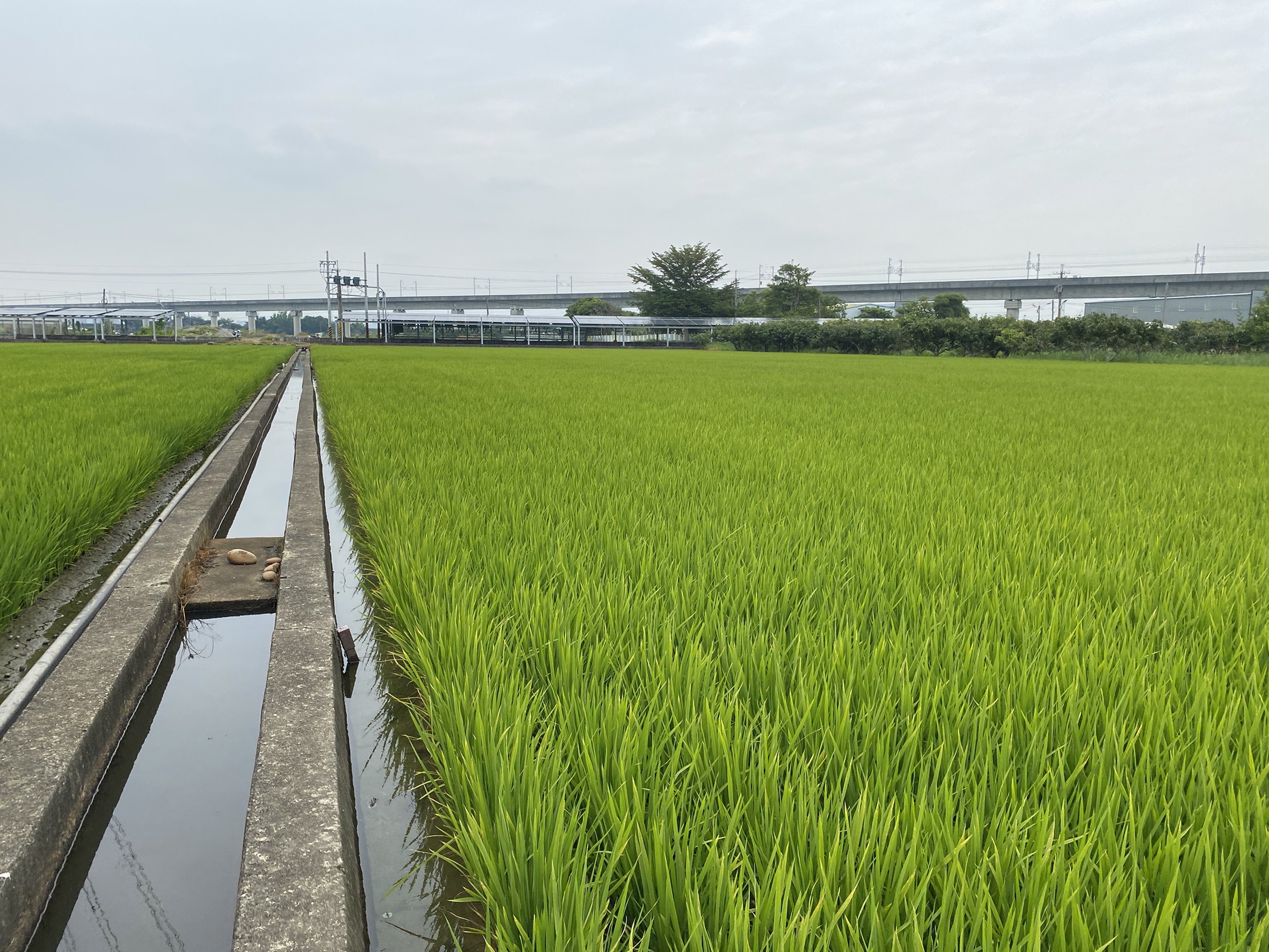 正彰南路大地坪農地