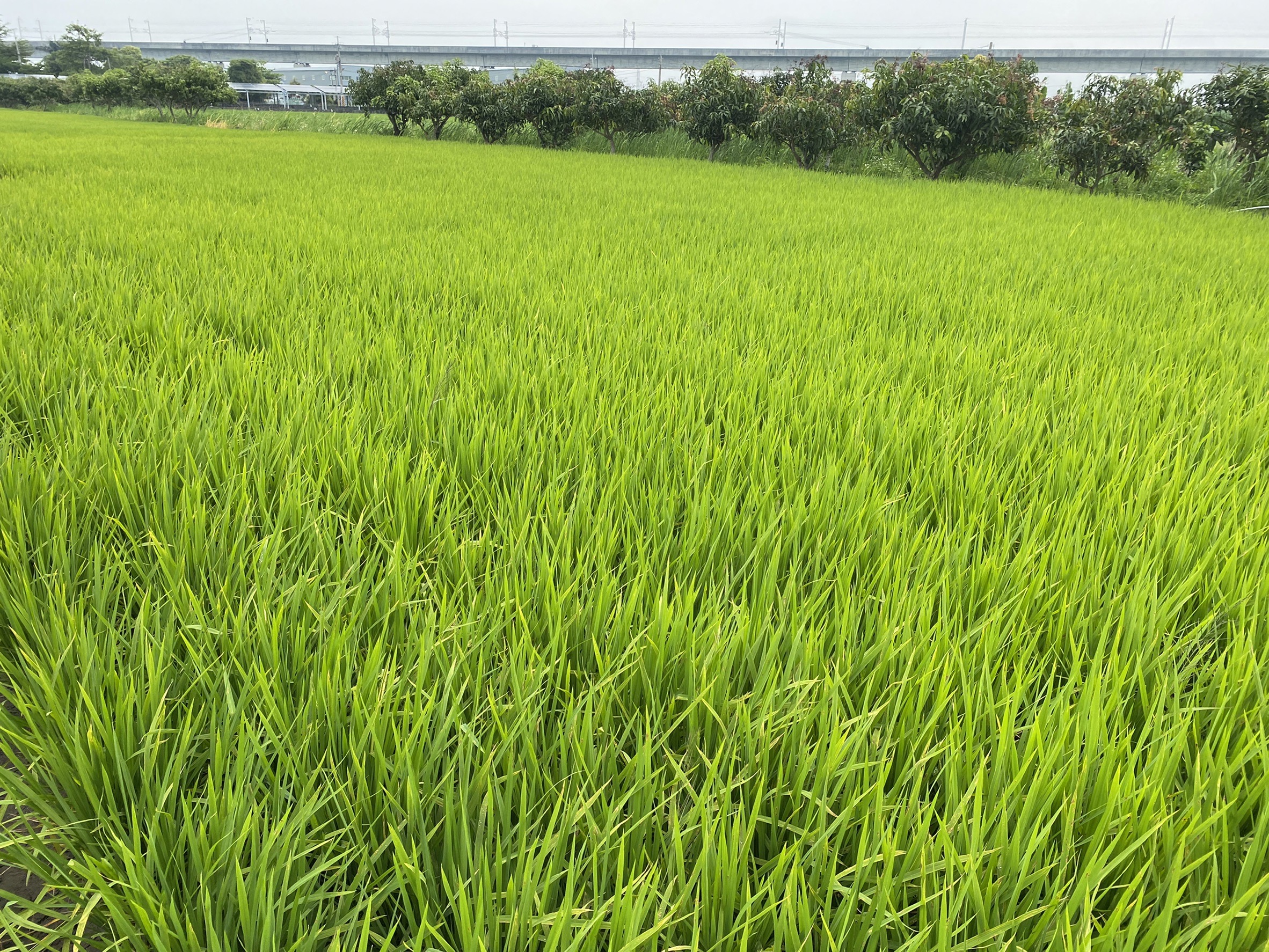 正彰南路大地坪農地