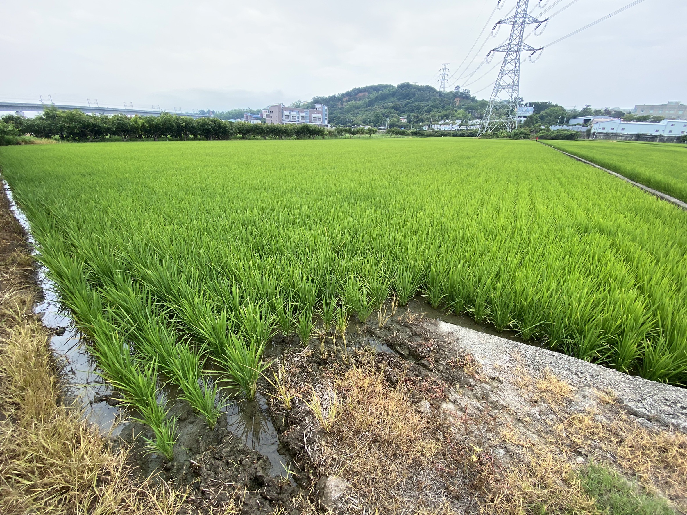 正彰南路大地坪農地